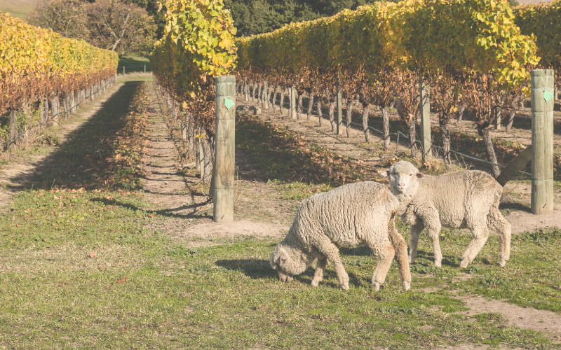 Tailgate | Grazing as a Sustainable Practice for Vineyards